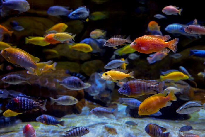 Poster Bunte Fische im Aquarium