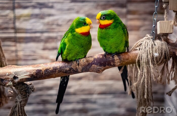 Poster Bunte Papageien auf einem Zweig