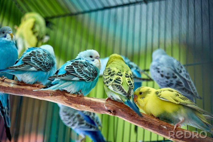 Poster Bunte Papageien in einem Käfig