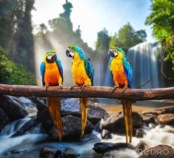 Poster Bunte Papageienvögel