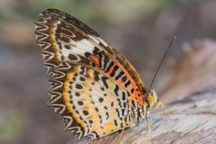 Poster Bunter Schmetterling inmitten der Natur