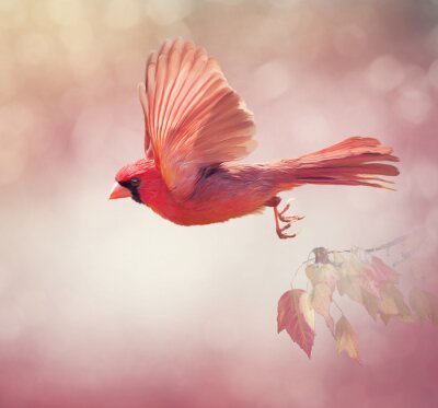 Poster Bunter Vogel auf dem rosa Hintergrund