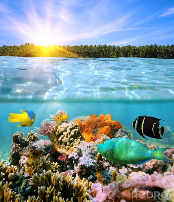Poster Buntes Unterwasserleben an einem sonnigen Tag