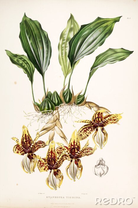 Poster Burgunderrote Orchidee Flecken auf einem gelben Blütenblatt