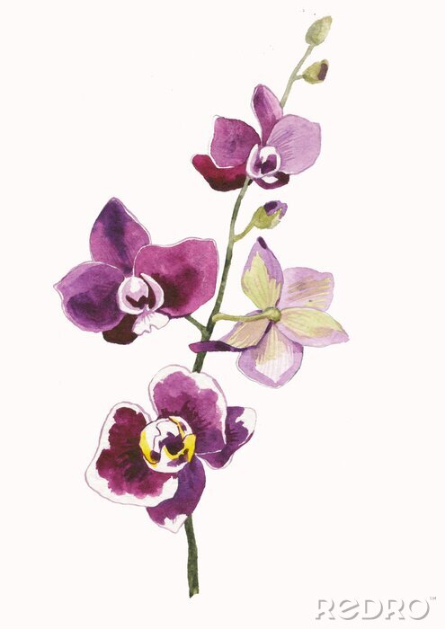 Poster Burgunderrote Orchidee mit weißen Rändern