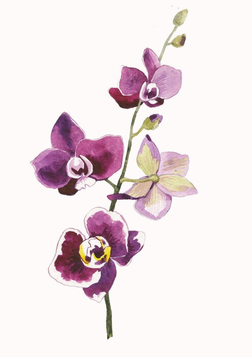 Poster Burgunderrote Orchidee mit weißen Rändern