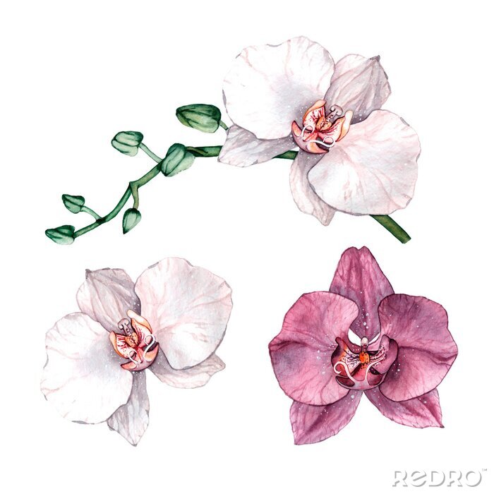 Poster Burgunderrote Orchidee und zwei weiße Orchideen