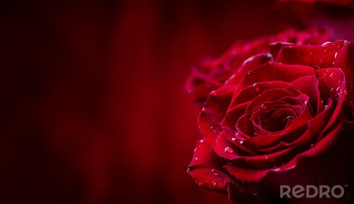 Poster Burgundrote Blumen mit Tautropfen