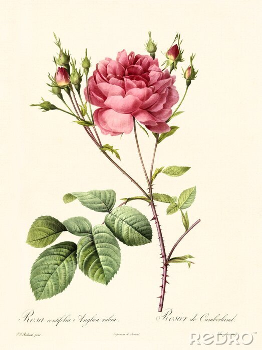 Poster Caramint-Rosen auf einem Zweig mit scharfen Dornen