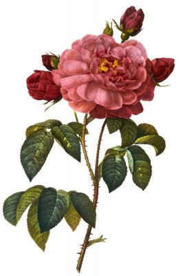 Poster Caramint Rosen Blumen auf einem Zweig