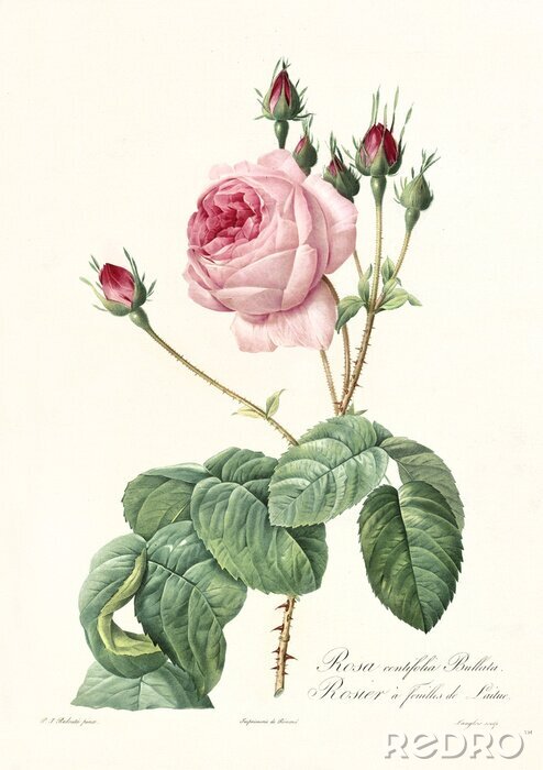 Poster Caramint-Rosen mit Knospen vor der Entfaltung
