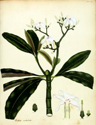 Poster Charakter der Blüte von weißer Blume