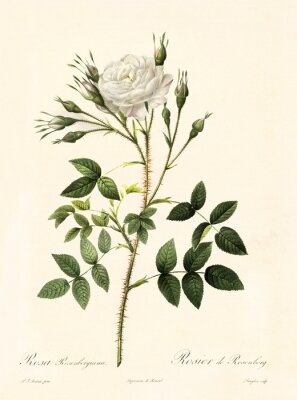 Poster Charakter der Blüte von weißer Rose