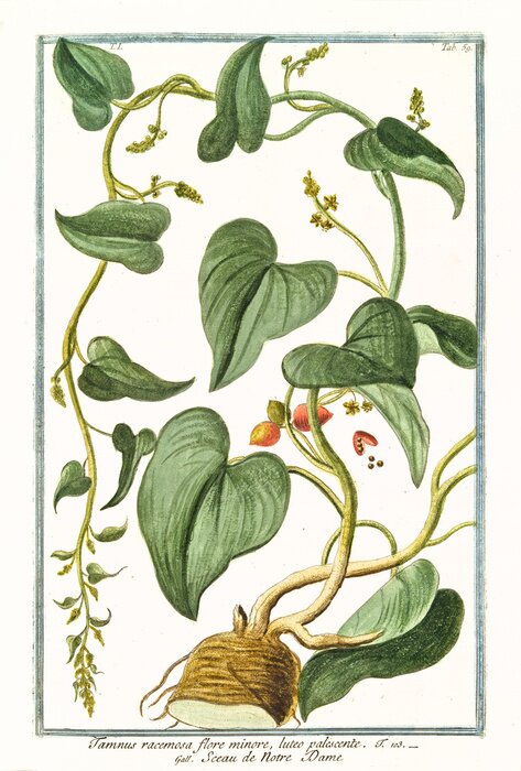 Poster Charakter der Entwicklung der schwarzen Faszikel