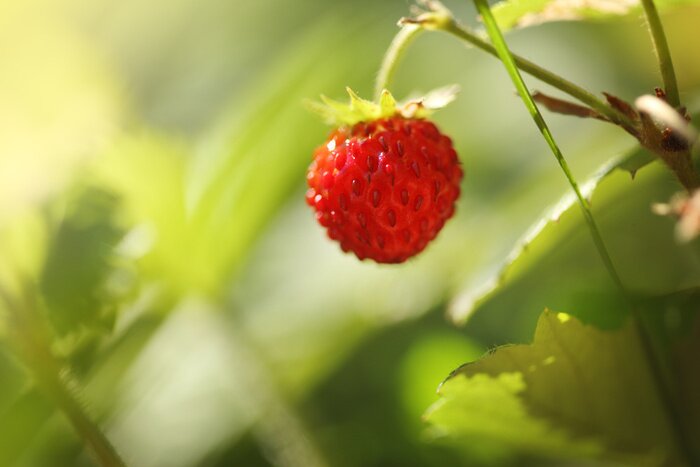 Poster Charakter der Erdbeerblüte