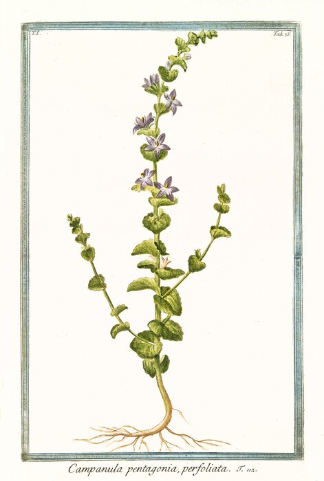 Poster Charakter des blühenden Frauenspiegels