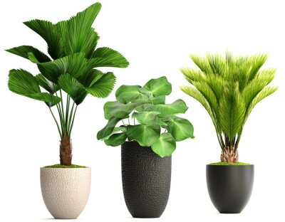 collection of ornamental plants in pots	