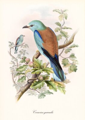 Colorful bird standing on a oak tree branch viewed in slightly back view. Old style detailed illustration of European Roller (Coracias garrulus). By John Gould publ. In London 1862 - 1873