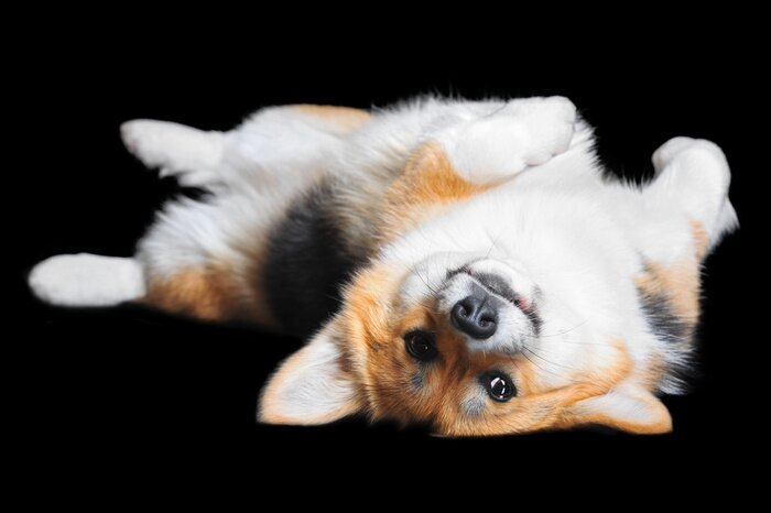 Poster Corgi Hund auf dem Rücken liegend