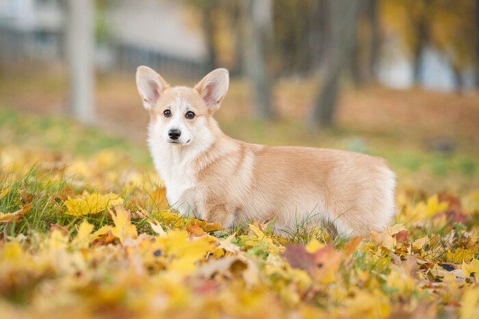 Poster Corgi Hund in Blättern