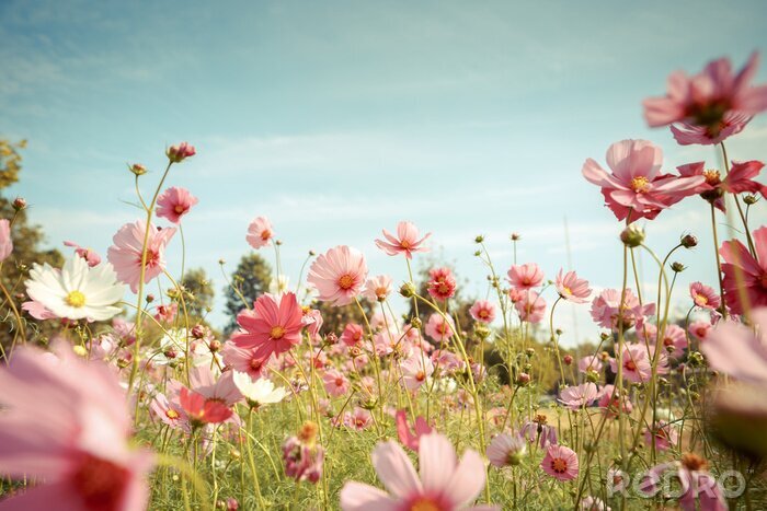 Poster Cosmos Blume blühen im Garten