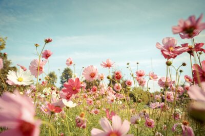 Fototapete Cosmos Blume blühen im Garten