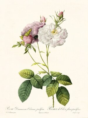 Damaszener-Rose Blüten in zwei Farben