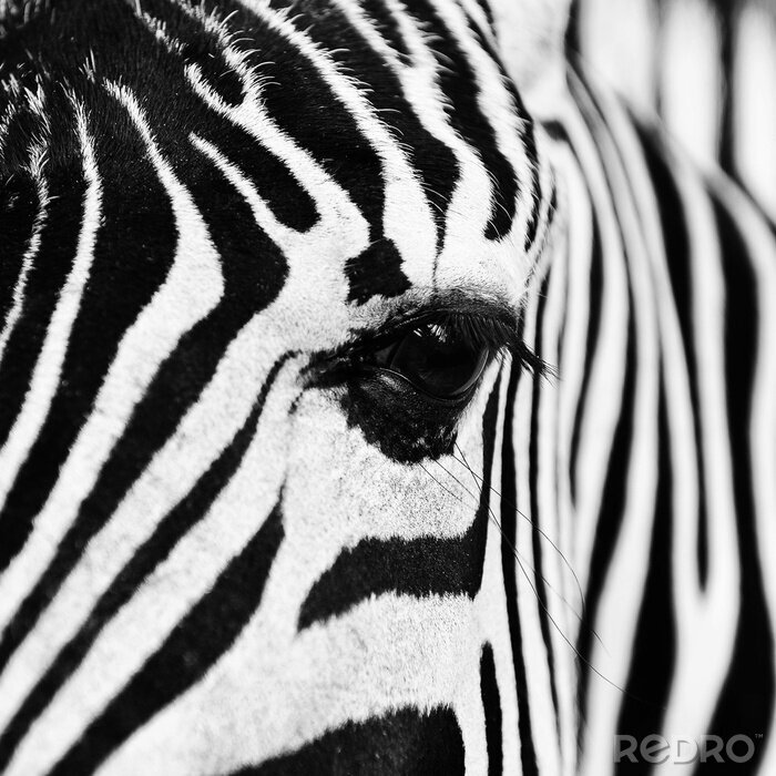 Poster Das schwarze Auge eines Zebras