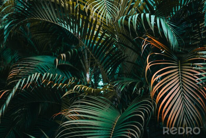 Poster Deep dark green palm leaves pattern. Creative layout, horizontal