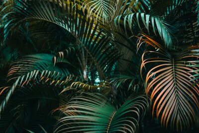 Fototapete Deep dark green palm leaves pattern. Creative layout, horizontal