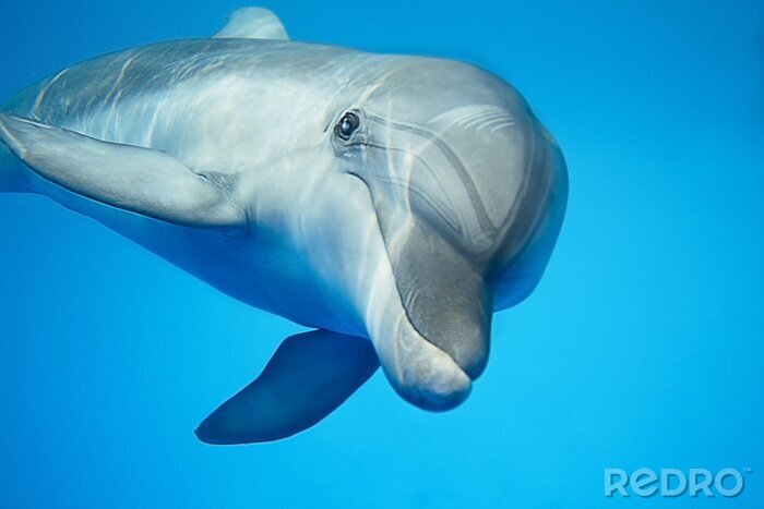 Poster Delfin im Wasser beim Schwimmen