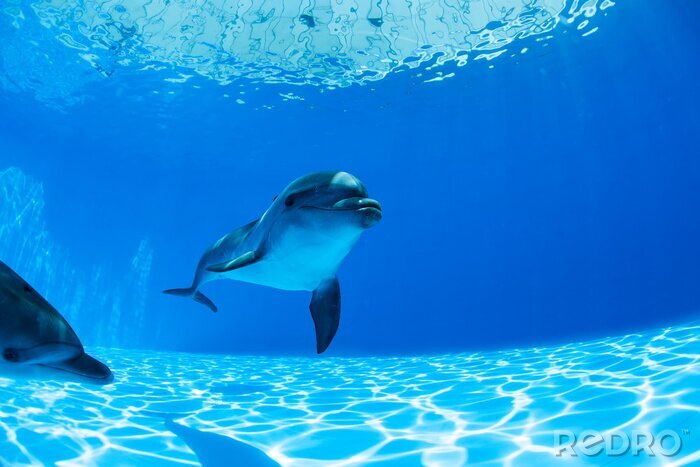 Poster Delfine im Pool