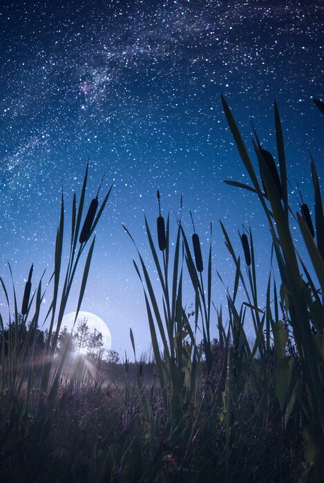 Poster Der Mond taucht aus den Gräsern auf