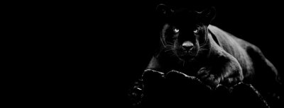 Poster Der schwarze Panther auf dunklem Hintergrund