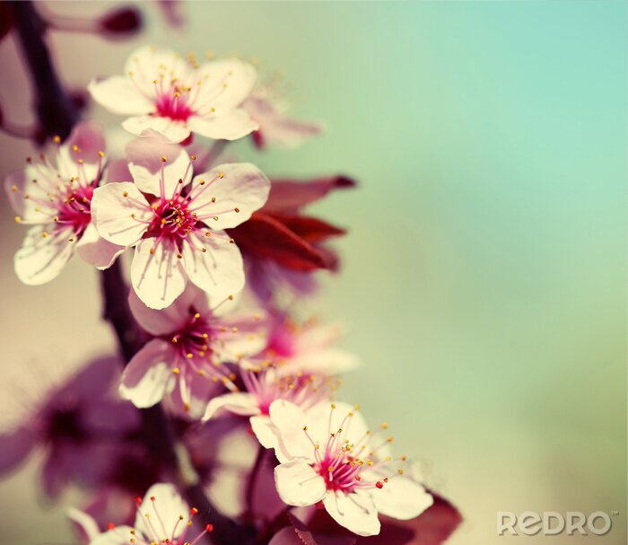 Poster Der Zweig von Sakura in Pastellfarben