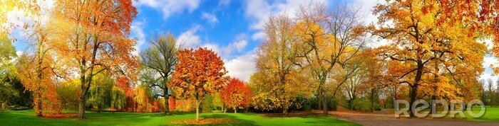 Poster Die Farben des Herbstes in einem malerischen Park