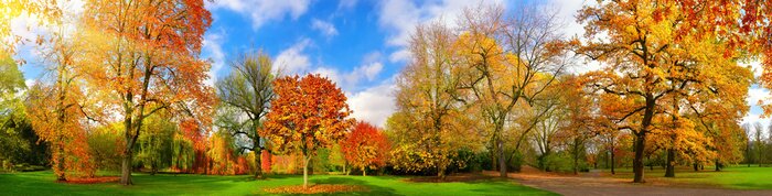 Poster Die Farben des Herbstes in einem malerischen Park