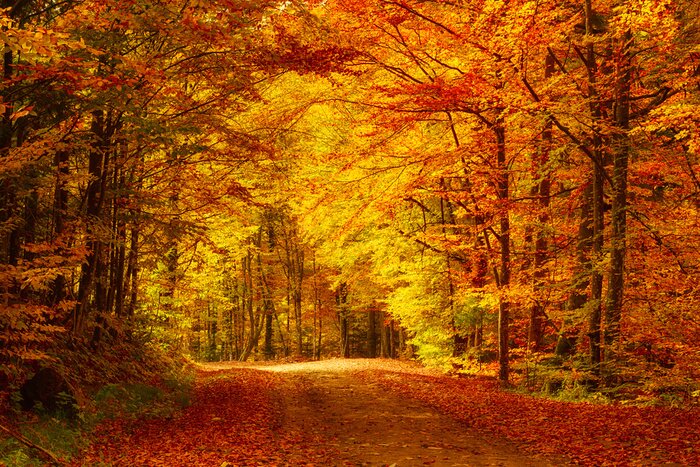 Poster Die Farben des Herbstes in einem orange-gelben Wald