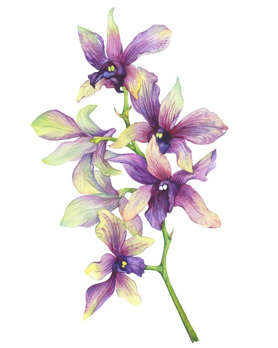 Poster Die Niederlassung der blühenden tropischen purpurroten Blumenorchidee (Phalaenopsisorchidee, Dendrobium). Blumenkunst. Nahaufnahme hybride Orchidee. Hand gezeichnete Aquarellmalereiillustration auf we