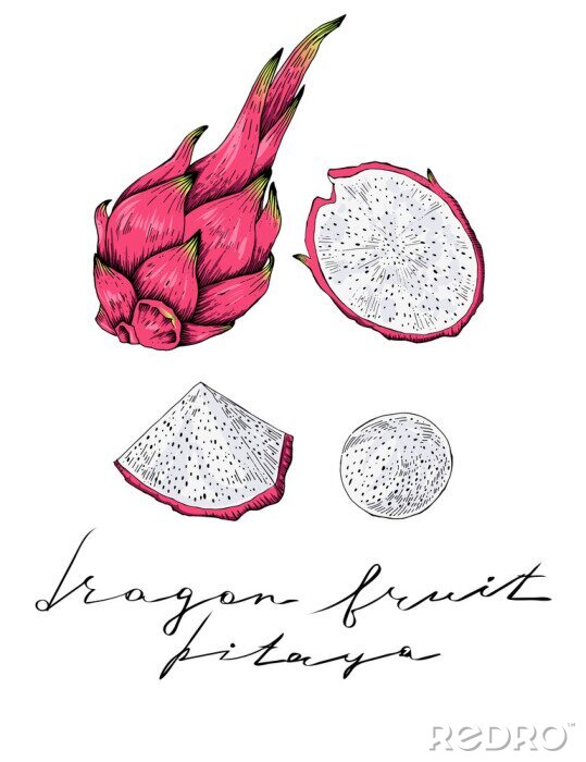 Poster Drainoinfrucht, Hand gezeichnet, voll und Scheiben, Vektor
