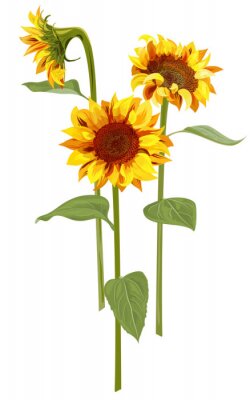 Poster Drei Aquarell-Sonnenblumen