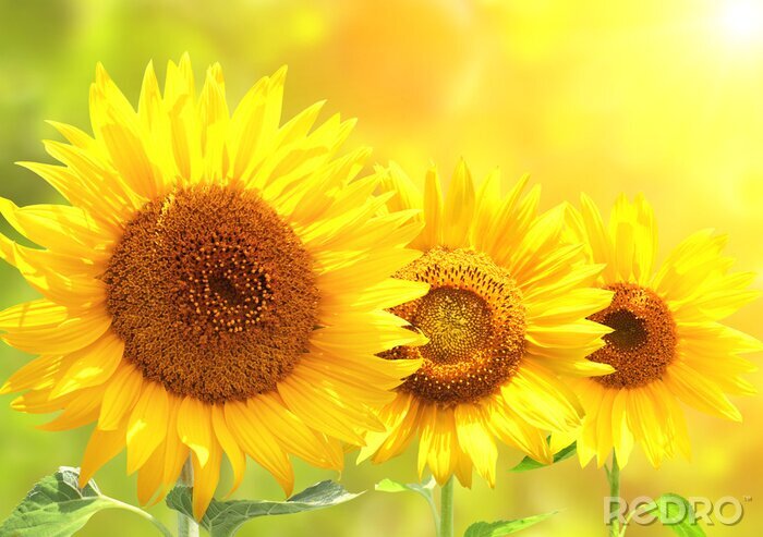 Poster Drei Blumen in der warmen Sonne