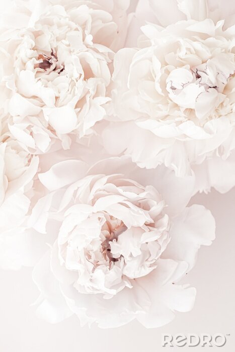 Poster Drei cremefarbene Pfingstrosen