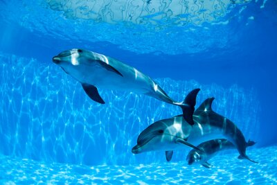 Drei Delfine im Wasser