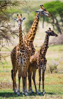 Drei Giraffen im Schatten