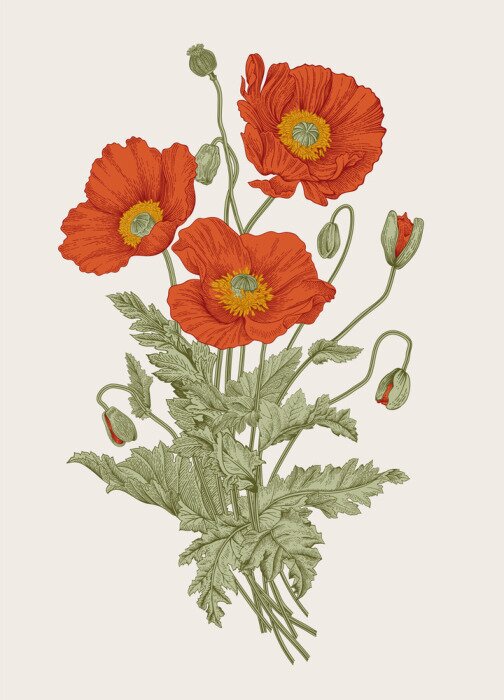 Poster Drei Mohnblumen auf einer botanischen Zeichnung