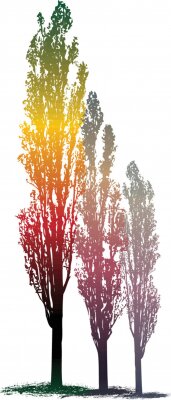 Poster Drei regenbogenfarbene Bäume
