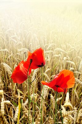 Poster Drei rote Mohnblumen vor reifem Getreide