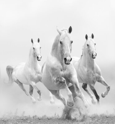 Drei weiße pferde im galopp