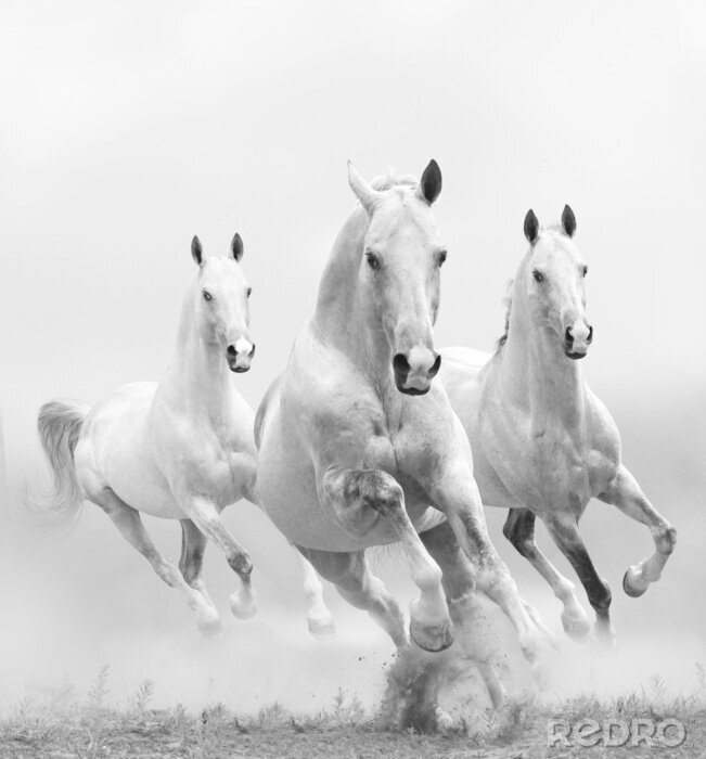 Poster Drei weiße pferde im galopp